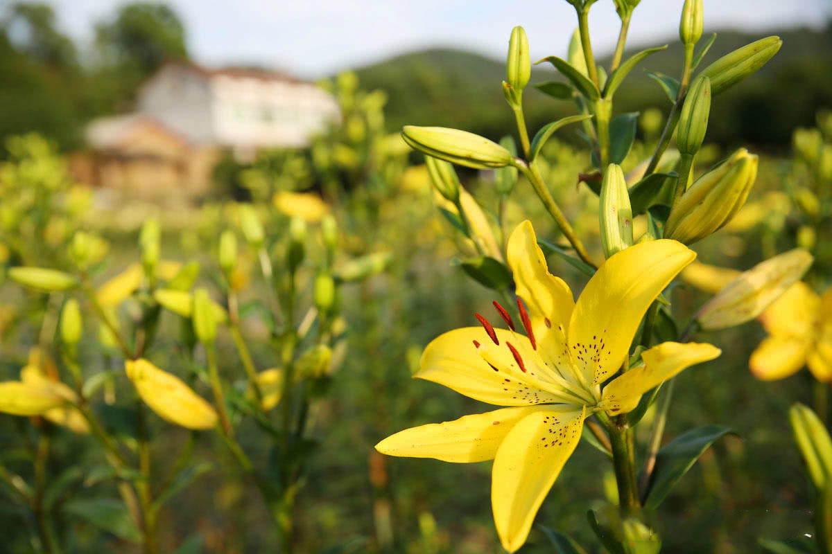 百合花